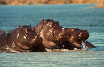 Textfeld:  
Hippos an den Popa Fällen / Okavango
