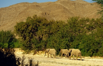 Textfeld:  
Wüstenelefanten im Kaokoveld
